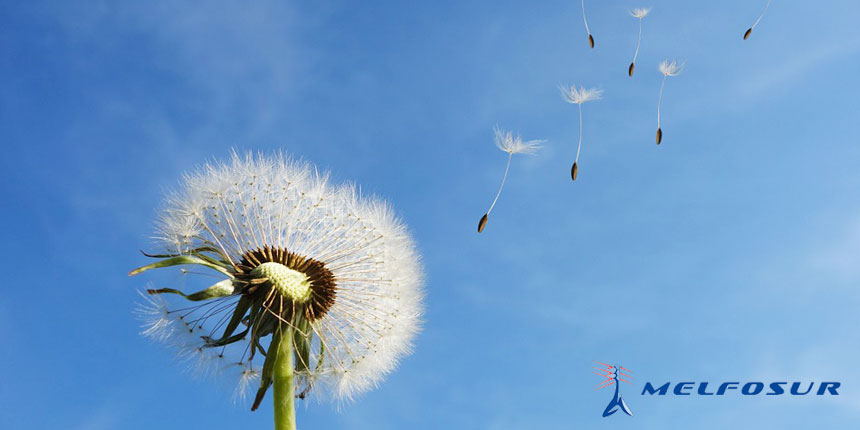 Imagen de una flor exparciendo semillas con el viento en relación con el desarrollo sostenible de energías renovables en España