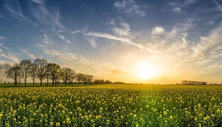 Un prado verde con el sol de fondo reflejando el desarrollo sostenible de las energías renovables en España