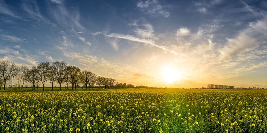 Un prado verde con el sol de fondo reflejando el desarrollo sostenible de las energías renovables en España